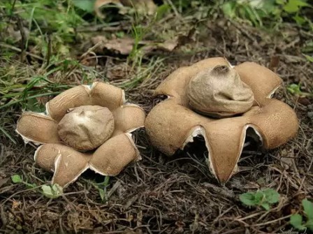   Geastrum sessile (Geastrum fimbriatum)
